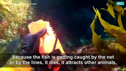 'Ghost' fishing gear: the trash haunting ocean wildlife