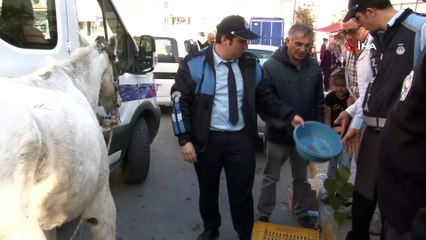 Esenyurt'ta bir ayağı sakat ve kör ata işkenceyi zabıta önledi