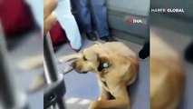 Metrobüsün en tatlı yolcusu kamerada