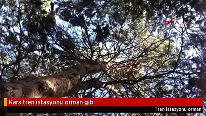 Kars tren istasyonu orman gibi