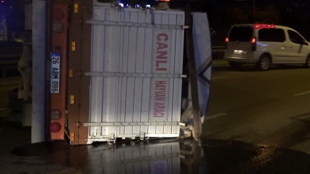 Bursa koyun taşıyan kamyonet devrildi, 8 koyun telef oldu