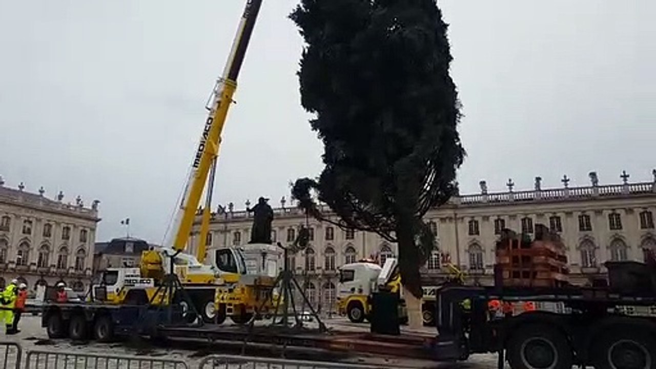 Le sapin de Noêl de la place Stanislas à Nancy arrive