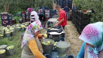 Bursalı çiftçilerden mülteci kamplarına tır dolusu meyve yardımı