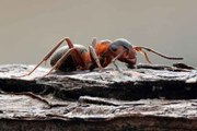 L'évolution incroyable du comportement de fourmis enfermées dans un bunker depuis des années
