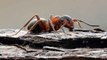 L'évolution incroyable du comportement de fourmis enfermées dans un bunker depuis des années