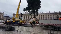 Arrivée du sapin de Noël place Stanislas : de la précision pour tout mettre en place