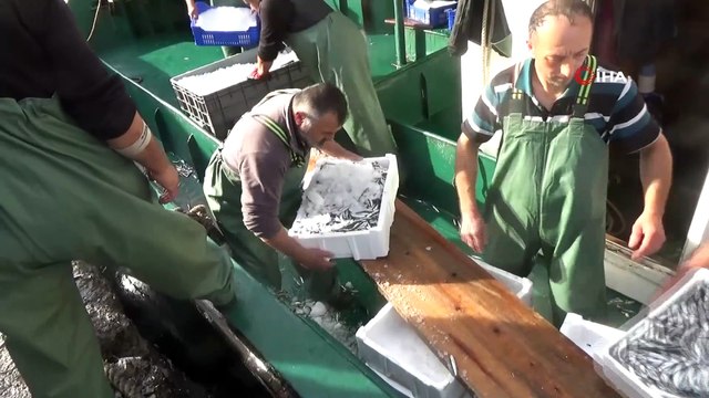 Karadeniz'de hamsi bolluğu yaşanıyor