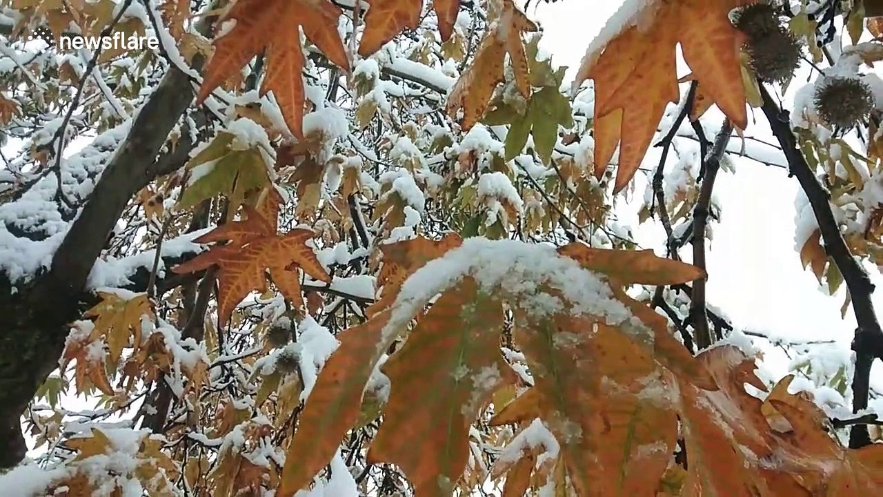North India experiences first snows, lowering air pollution in crisis-hit states