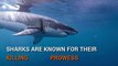 Surprising Shark Facts