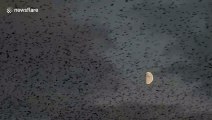 Stunning murmuration in Scotland sees the moon eclipsed by thousands of starlings