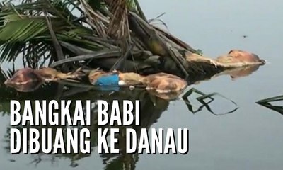 Diduga Terpapar Virus Kolera, Ratusan Bangkai Babi Dibuang ke Danau Siombak