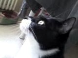 mon chat obsedé par une mouche...mdr!!!