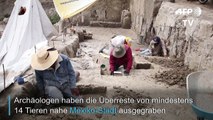 14.000 Jahre alte Mammutfalle entdeckt