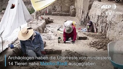 14.000 Jahre alte Mammutfalle entdeckt