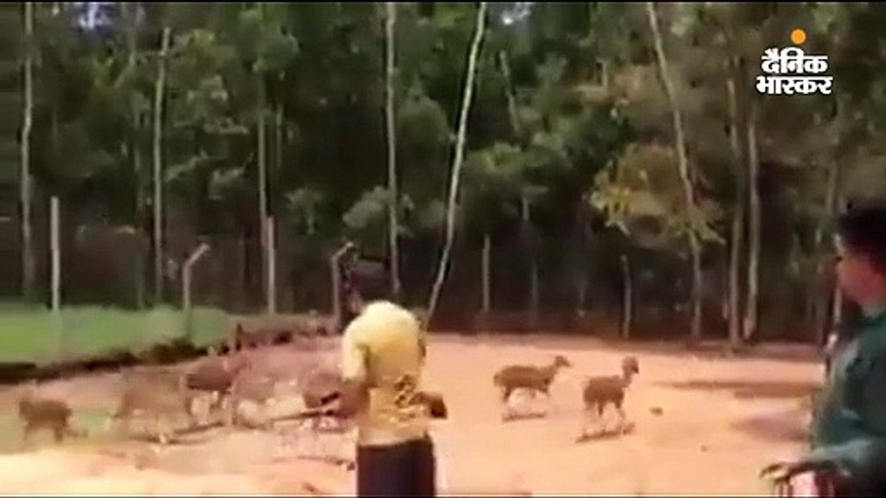 प. बंगाल में हिरण के शिकार के वीडियो का सच