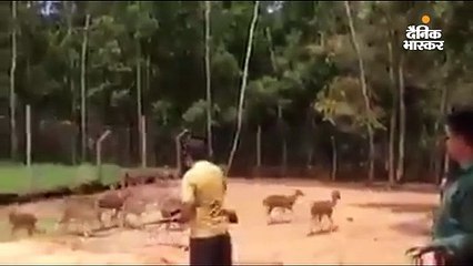 प. बंगाल में हिरण के शिकार के वीडियो का सच
