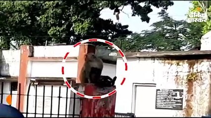 करंट से झुलस कर मरा था बंदर, सीने से लगाकर अस्पताल के बाहर बैठी रही उसकी मां