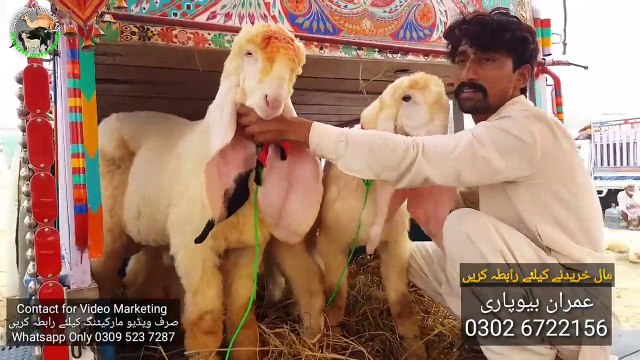 SASSTA AUR KHUBSOORAT TAREEN KAJLA CHATRA FOR SALE IN LAHORE BAKRA MANDI PAKISTAN
