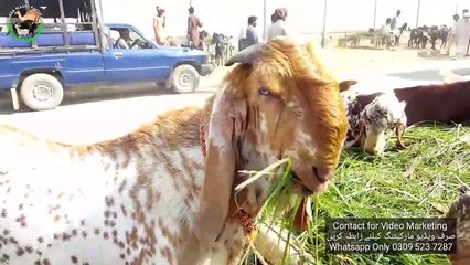 SASSTA MAAL AUR BREEDER MAAL HA SUB KI REQUEST PER BAKRA MANDI PAKISTAN 2019
