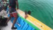 Indian scuba divers rescue sea turtle trapped in fishing lines and floating plastic bottles