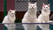 Van kedisi 'su' uluslararası güzellik yarışmasında birinci oldu
