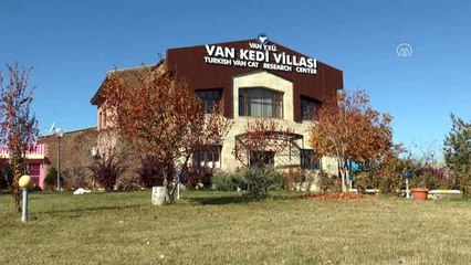 Van kedisi "Su" en güzel kedi seçildi
