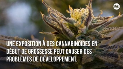 Les substances psychoactives du cannabis causent des malformations chez le foetus