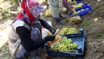 Türkiye'den 56 ülkeye 120 milyon dolarlık üzüm ihracatı - MANİSA