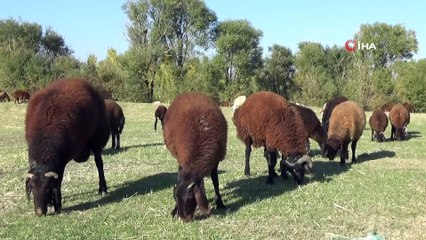 Sıcak ve güneşli hava besicileri sevindiriyor