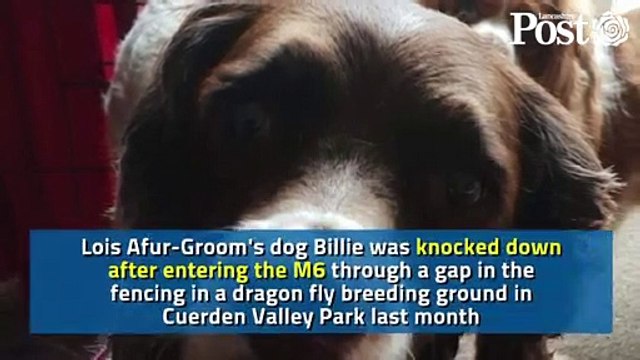 Lostock Hall woman’s heartbreak after dog escapes South Ribble park and is hit by lorry on the M6