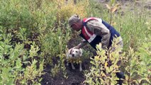 Jandarmanın dedektör köpekleri terörle mücadelede önemli görev üstleniyor - BİTLİS