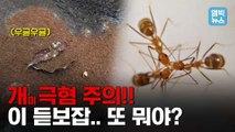 [엠빅뉴스] 공포의 ‘화상벌레’ 이어서 이번엔 뭔 개미?