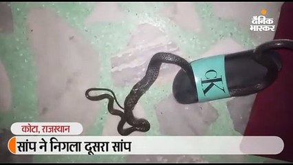 सांप ने निगला दूसरा सांप
