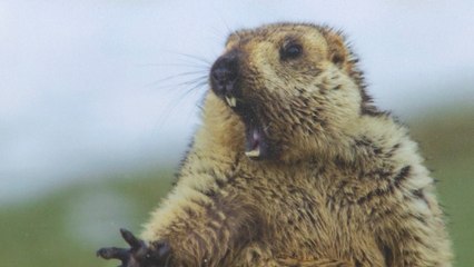 Las mejores fotografías de la naturaleza, en 'Wildlife Photographer Of The Year'