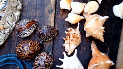 Fisherman selling Fish, Octopus, Seashell at Puri sea beach | Odisha Tourism