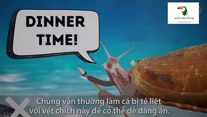 Những sinh vật có thể gây tử vong nếu bạn chạm vào