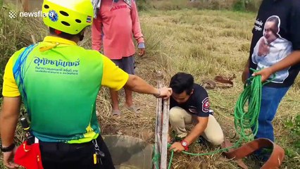 Buffalo rescued after falling into 16ft-deep well in Thailand
