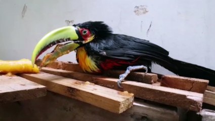 Filhote de tucano é encontrado no Parque São Paulo