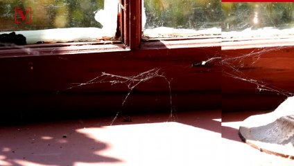 Here's Why You Should Never Kill Spiders