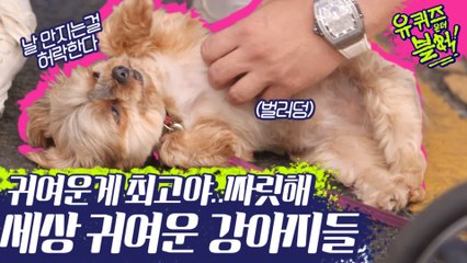 거의 배 긁어주는 기계 조셉ㅋㅋㅋㅋㅋ 아기자기 손맛에 중독된 보름♥ (ft.새가슴 유재석ㅋㅋㅋ) | #깜찍한혼종_유퀴즈온더블럭 | #Diggle