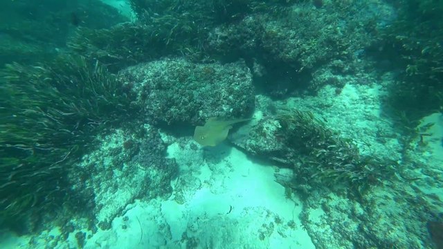 Raie pastenague à points bleus