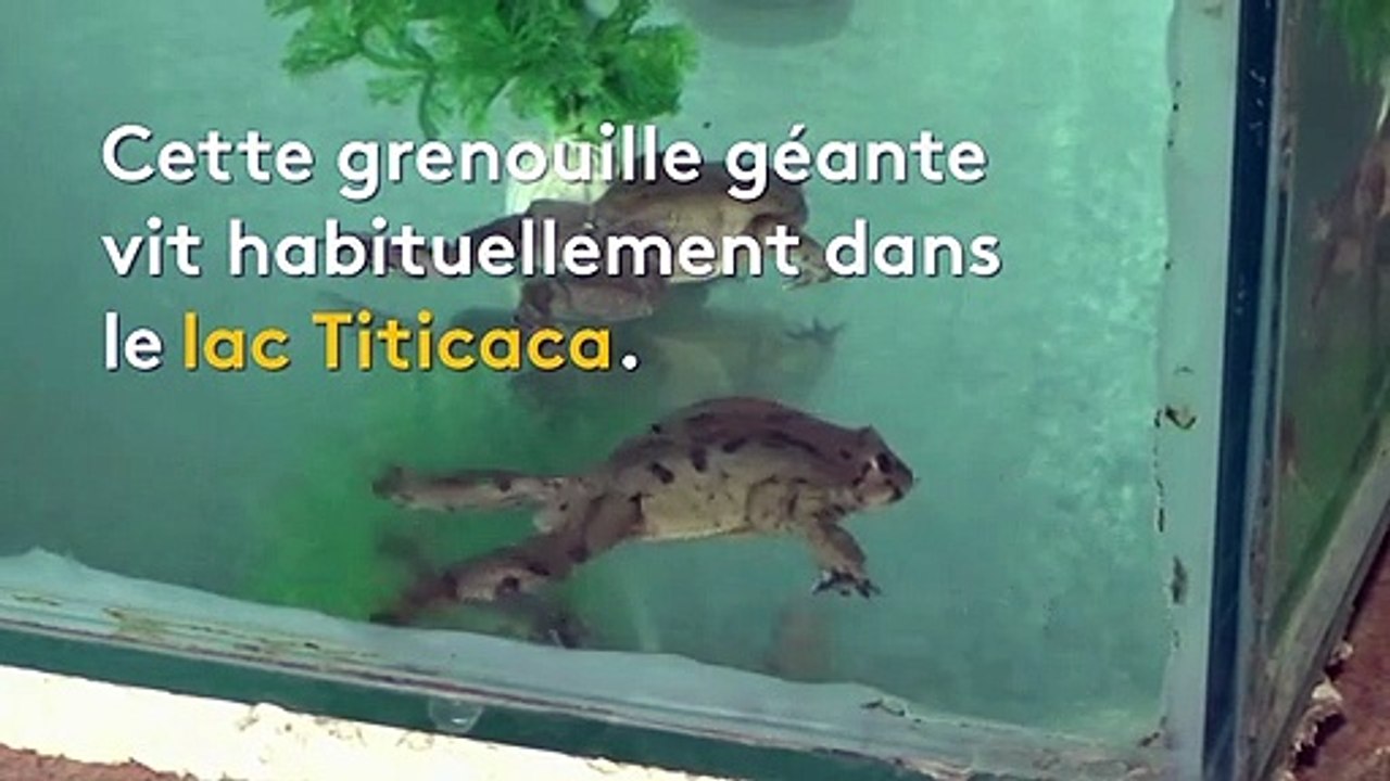 Au Pérou, une espèce de grenouille géante aux vertus "miraculeuses" menacée d'extinction