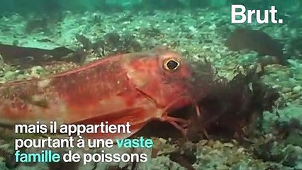 Les grondins, ces poissons qui se déplacent… sur leurs pattes