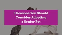 3 Reasons You Should Consider Adopting a Senior Pet