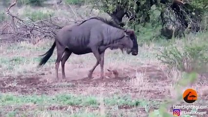 Battle Between Jackals & Wildebeest Mother over Baby
