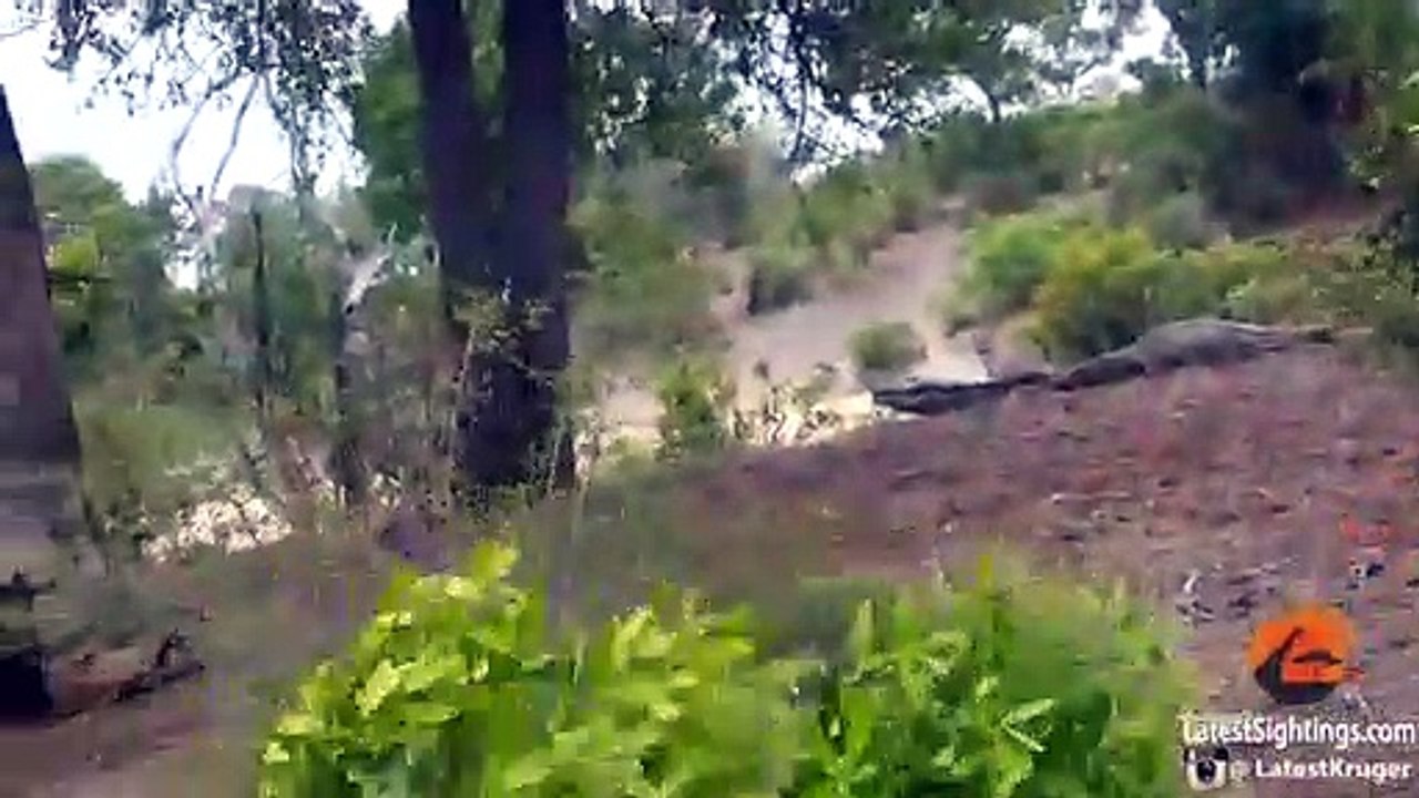 Battle Between Leopard & Wildebeest Mother over Calf