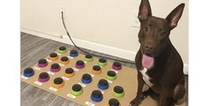 Vídeo viral: Este perro muy listo aprende a comunicarse a través de un sistema de botones y ni te imaginas qué dice…