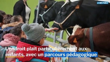 A la rencontre des animaux à la Ferme Côte-d'Or