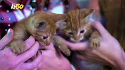 This Is What Catnip Really Does To Cats, And What It Can Do To You