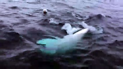 Un béluga joue au rugby